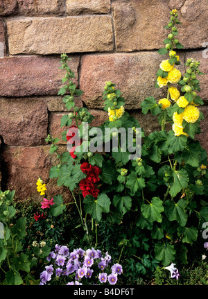 Hollyhocks Blumen wachsen an einer verwitterten Steinmauer in Frankreich Stockfoto