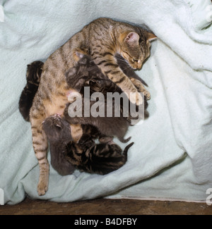 CAT, Tabby mit ihren sieben Kätzchen, acht Tage alt Stockfoto