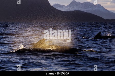 Weißen Grindwal (Globicephala Melas), Lofoten, Norwegen Stockfoto