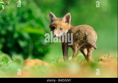 Red Fox Cub über seine Schulter blickend Stockfoto