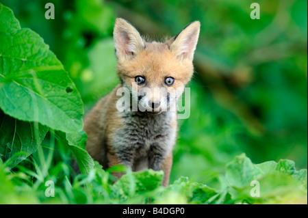 Red Fox cub Stockfoto