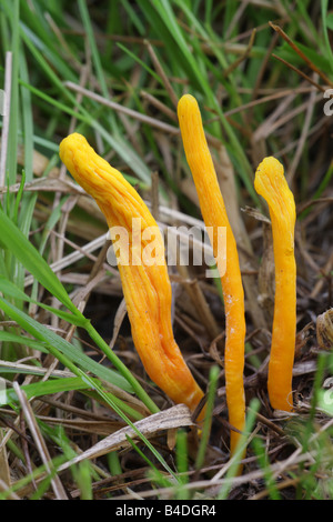 Aprikose-Club - Clavulinopsis luteoalba Stockfoto