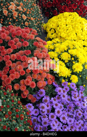 Bunte Chrysanthemen in Töpfen vor einem Blumenladen in Toronto Ontario Kanada Stockfoto
