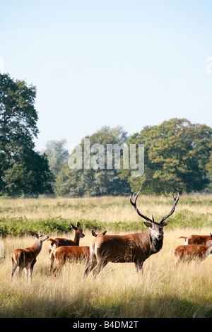 Stolz auf Rotwild Hirsch einsamer alpha-Männchen steht Wache der Herde von weiblichen Richmond Park Surrey beliebten Londoner Besucherattraktion UK Stockfoto