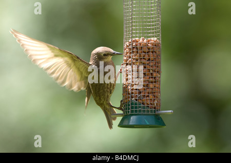 Juvenile Starling Sturnus Vulgaris Surrey UK Stockfoto