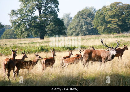 Stolz auf Rotwild Hirsch einsamer alpha-Männchen steht Wache der Herde von weiblichen Richmond Park Surrey beliebten Londoner Besucherattraktion UK Stockfoto