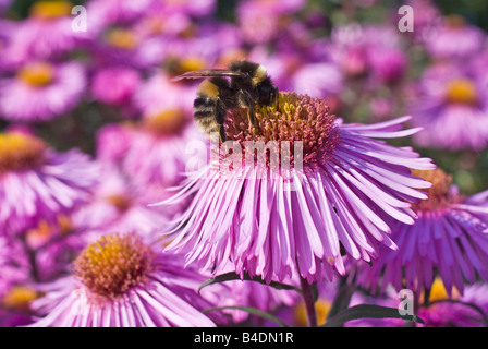 Bienen sammeln Pollen von einer Blume rosa Aster im September Stockfoto