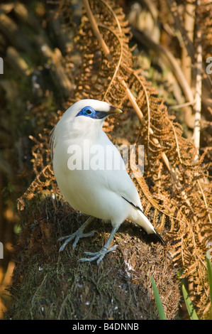 Balistar (Leucopsar Rothschildi) in Gefangenschaft Stockfoto