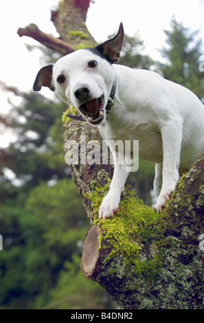 Jack Russell Terrier in einem Baum bellen Stockfoto