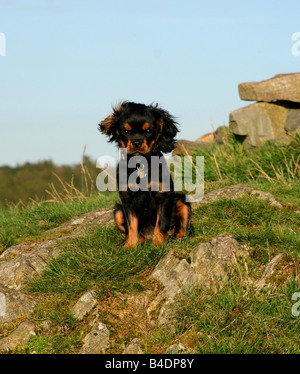 Black And Tan, King Charles Cavalier Welpen Stockfoto