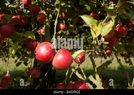 Äpfel, Obstgarten, Entdeckung Stockfoto