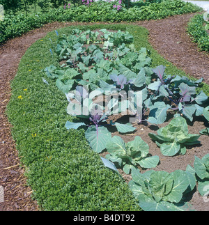 Rotkohl und Weißkohl Stockfoto