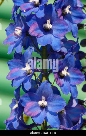 Blauer Rittersporn im Juli. Stockfoto