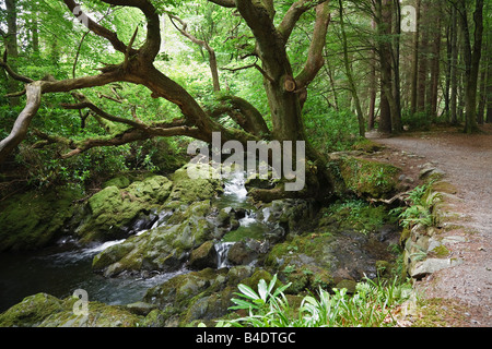 Alte Eiche neben dem Shimna Fluss, Tollymore Forest Park, Mourne Mountains, County Down, Nordirland Stockfoto