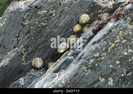 Napfschnecken auf einem Felsen Stockfoto