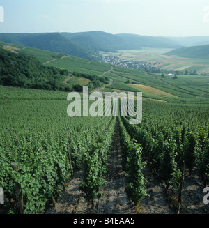 Blick nach unten Zeilen von Reben und mehrere Weinberge im Moseltal Deutschland Stockfoto