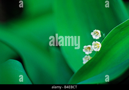Lily Of The Valley Stockfoto
