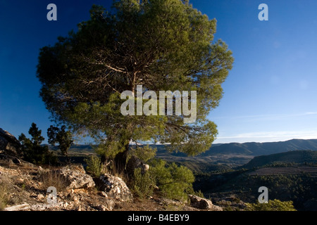 Pina Carasca Kiefer in Sierra de Seguras Juan Quiles Castilla La Mancha Spanien Stockfoto