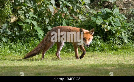 Europäischen Rotfuchs Vulpes vulpes Stockfoto