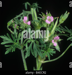 Schnitt Endivie Storchschnabel Geranium Dissectum in Blüte oberen Blätter Stockfoto