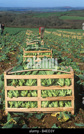 Frühling Grüns Brassica Oleracea Ernte geschnitten und verpackt in der Feld-Cornwall Stockfoto