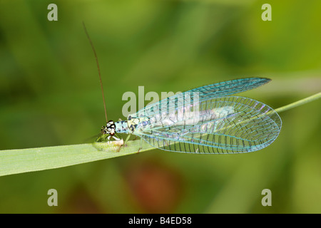 Pearly Florfliege trinkt aus einem Tautropfen. Stockfoto