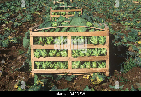 Frühling Grüns Brassica Oleracea Ernte geschnitten und verpackt in der Feld-Cornwall Stockfoto