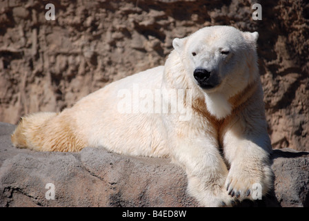 Schließen Sie herauf Bild eines Eisbären Stockfoto