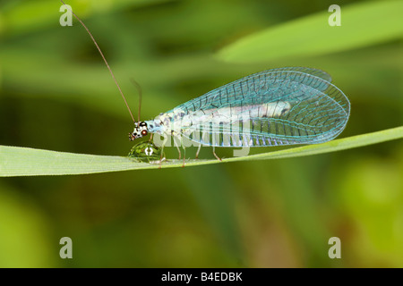 Pearly Florfliege trinkt aus einem Tautropfen. Stockfoto