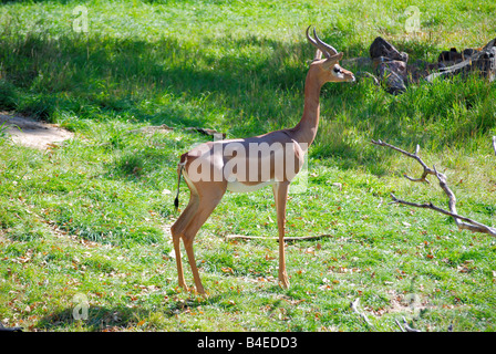 Nahaufnahme von einem Gerenuk (Litocranius Walleri) Stockfoto