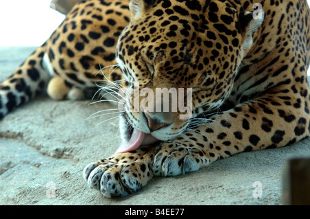 Jaguar in Gefangenschaft Stockfoto