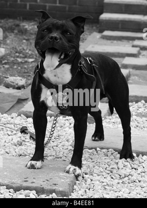 Staffordshire Bull Terrier, Hund, Personal, staffy, Stockfoto