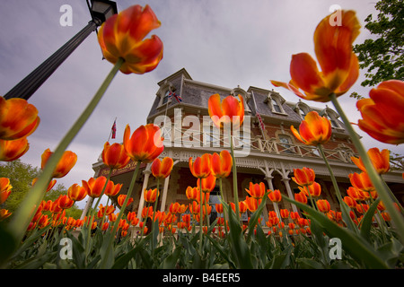Bunte Tulpen, Tulipa, vor dem Prince Of Wales Hotel (erbaut 1864) in der Stadt von Niagara-on-the-Lake, Ontario, Kanada. Stockfoto