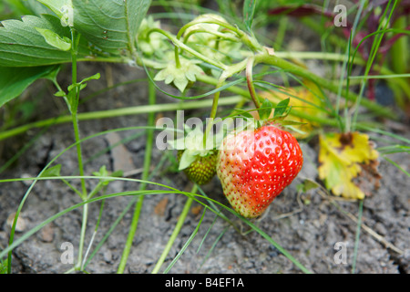 Reife Erdbeere auf Bio-Bauernhof Stockfoto