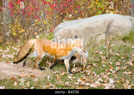 Rotfuchs Vulpes fulva Stockfoto