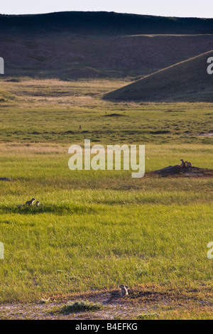 Schwarz-angebundene Graslandhunde in Dog Town entlang der Franzose Flusstal Ecotour Route in den Westen-Block Stockfoto