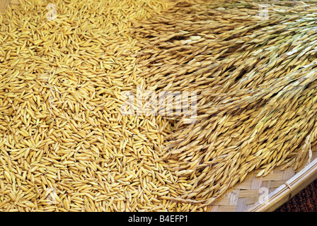 Reiskörner in Bambus-Sieb Stockfoto