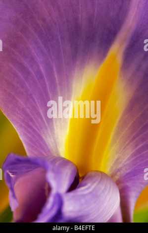 Iris Holandica oder Dutch Iris auch als Professor Blaaun Iris, wachsen im Durchschnitt, mittlere Feuchtigkeit bekannt, gut durchlässigen Boden in voller Sonne. Stockfoto