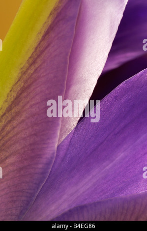 Iris Holandica oder Dutch Iris auch als Professor Blaaun Iris, wachsen im Durchschnitt, mittlere Feuchtigkeit bekannt, gut durchlässigen Boden in voller Sonne. Stockfoto