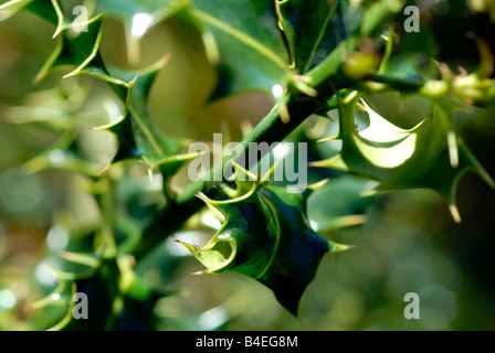 Stock Foto von den Blättern der Stechpalme Stockfoto