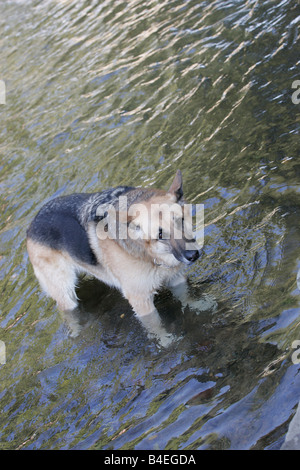 Elsässische spielen in einem stream Stockfoto