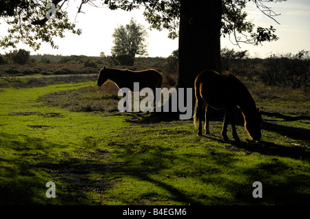 New Forest Ponys auf Nahrungssuche unter Eichen in der Herbstsonne Stockfoto
