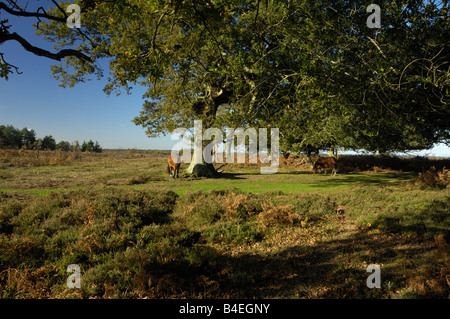 New Forest Ponys auf Nahrungssuche unter Eichen in der Herbstsonne Stockfoto
