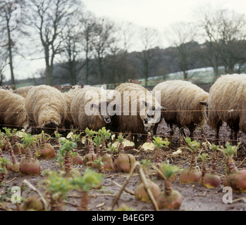 Nördlich von England Maultier Schaf Schafe auf Futtersuche auf Schweden in feuchten kalten Winter Ackerland Stockfoto