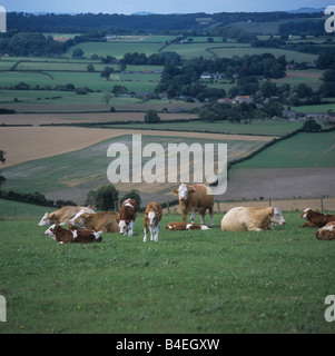Gemischtes Rindfleisch Herde Mutterkühe und Kälber auf Downland Weide im Sommer Stockfoto