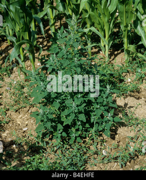 Fette Henne Chenopodium Album eine Acker-Unkraut Pflanze blüht Stockfoto