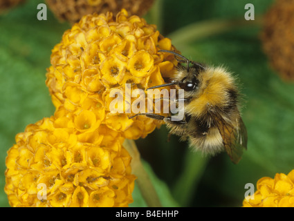 Bumblebee Bombus Hortorum Fütterung auf Sommerflieder Buddleja Globosa flowerhead Stockfoto