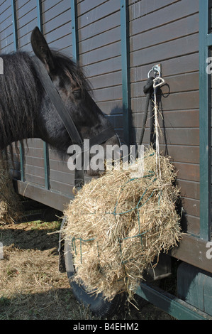 Pferd Heu essen Stockfoto