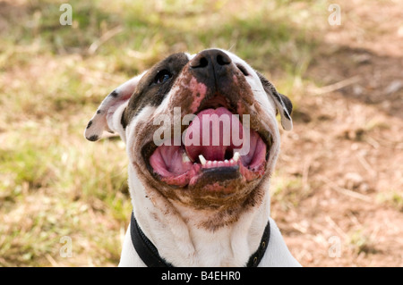 gefährliche Hunde handeln Hund Pit Bull Terrier Staffordshire Bull bösartig aggressiv kämpfende Biss Zähne Kiefer stark Stockfoto