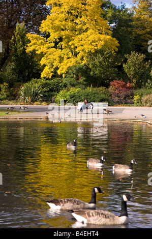 Herbstfärbung Teich im Regents Park London Vereinigtes Königreich Stockfoto